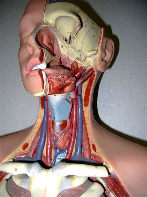 The cervical part of the internal carotid artery undergoes a straight course in the neck from its origin up to the base of skull. Arteries and Veins of the Head and Neck | biologycorner ...