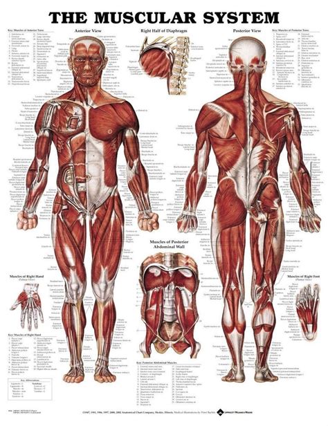 Male size chart anatomy human character … MALE MUSCULAR SYSTEM (LAMINATED) POSTER (66x51cm ...