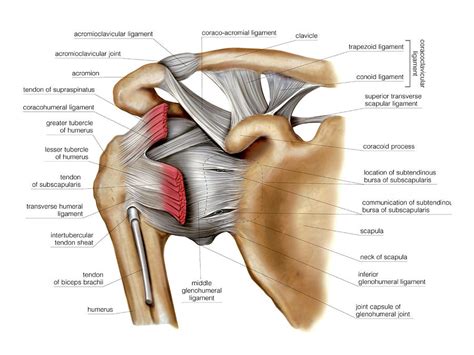 • under normal conditions the amount of friction is reduced to a minimum by the large subacromial bursa, which. Shoulder Joint Photograph by Asklepios Medical Atlas