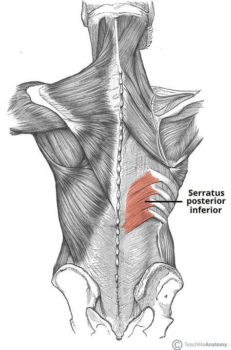 The anterior trunk muscles cover the anterolateral part of the trunk by attaching to the bony framework of the thoracic cage and pelvis. Back Muscle Diagram - exatin.info