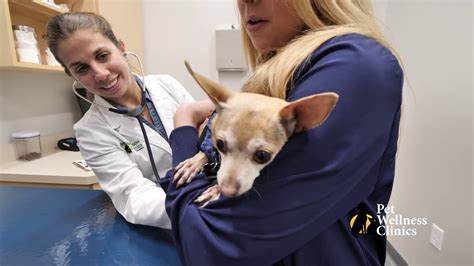 The american animal hospital association recommends during a wellness exam, our veterinary team will start out by taking your pet's vital signs. Welcome to Binford Pet Wellness Clinic - YouTube