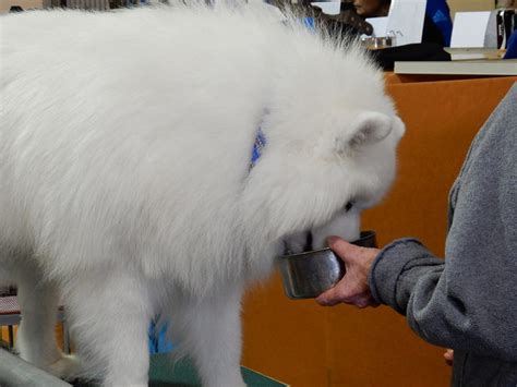 See full list on labradortraininghq.com How much should I feed my samoyed dog?