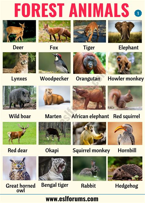 Male and female animals name list. Forest Animals: List of Animals That Live in the Forest with ESL Pictures | Forest animals list ...