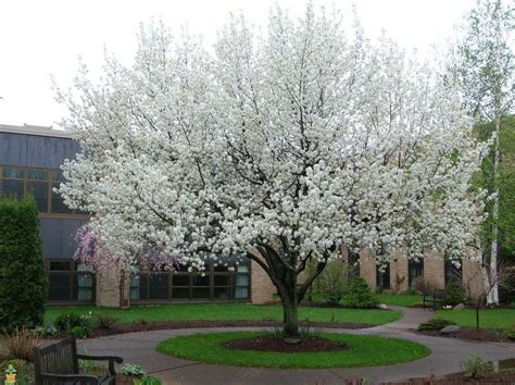 Plant this flowering pear tree as a single specimen, or plant a row to march down your property line to dampen traffic noise, screen views, or just add when you think cleveland, think of our favorite pear. Cleveland Pear Tree | Trees to plant, Flowering pear tree ...