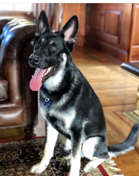 We will miss you always. Joe Biden se torció el tobillo jugando con su perro y ...