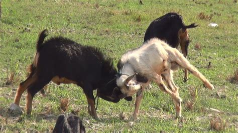 Las cabras haciendo el amor. Pelea de cabras enanas - YouTube