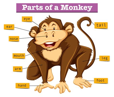 Human body, the physical substance of the human organism. Diagram showing parts of monkey - Download Free Vectors ...