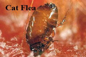 Fleas, Mites and Ticks - Pest Library - Front Range Pest ...