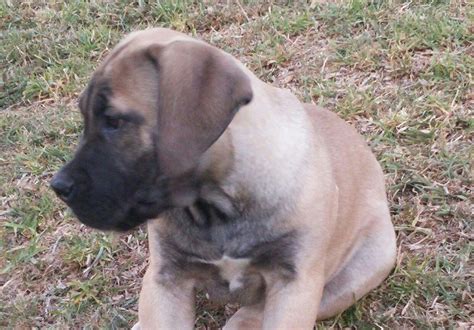 Can you collect payment in instalments? Purebred boerboel puppies for sale @ SPECIAL PRICE ...