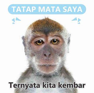 Demikianlah dari saya kumpulan link 50+ stiker wa (whatsapp stickers) keren wajib download cuy. Monyet Gambar Hewan Lucu Bikin Ngakak - Gambar Ngetrend ...