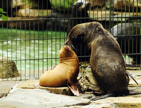 Hier finden sie alle wichtigen infos bezüglich der 10 kfz zulassungsstellen in dortmund. Tierische Sensation im Dortmunder Zoo: Ein Albino-Seebär ...