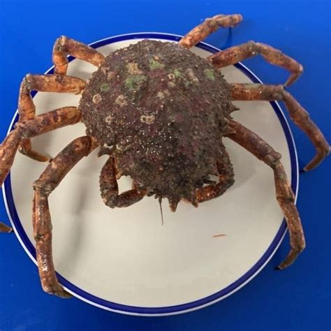 Bugs that help getting rid of other bugs. Spider Crab LIVE | Buy Online - Free Nationwide Delivery