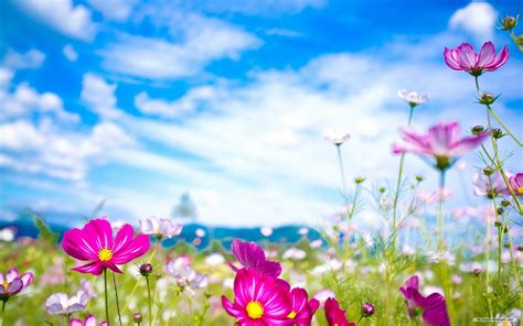 A large collection of beautiful spring photos for your smartphone. Spring Flower Widescreen Wallpapers 25890 - Baltana