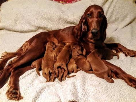 The cheapest offer starts at £2,200. AKC Irish Setter Puppies ready for Christmas in Houston ...