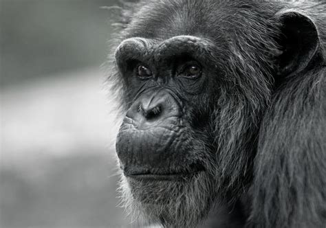 Apor é um verbo, infinitivo 1a pessoa singular de apor; Även apor har medelålderskriser. Shimpanser och ...