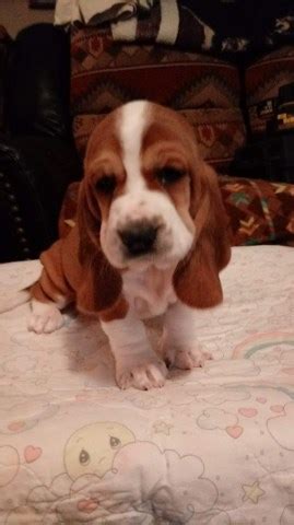 Basset hounds are highly social. Basset Hound puppy dog for sale in Wilkesboro, North Carolina