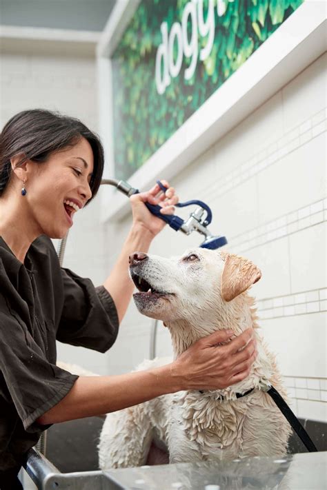 Unlike petsmart — which temporarily shuttered its grooming though a petco spokesperson told business insider grooming centers are operating with reduced hours and limited appointment times and. Full-Service Pet Grooming Everett WA | Dog Groomers Near ...