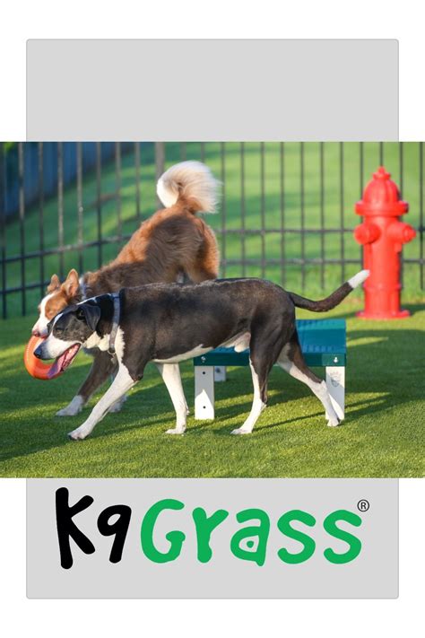 Some synthetic grass used in the home & diy market has an undergrowth at the bottom of it. Artificial Grass Designed for Dogs in 2020 | Dogs, K9 ...