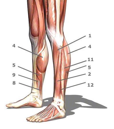 The muscle groups of the. Pin by JustJoey on Human Structure | Calf muscles, Calf ...