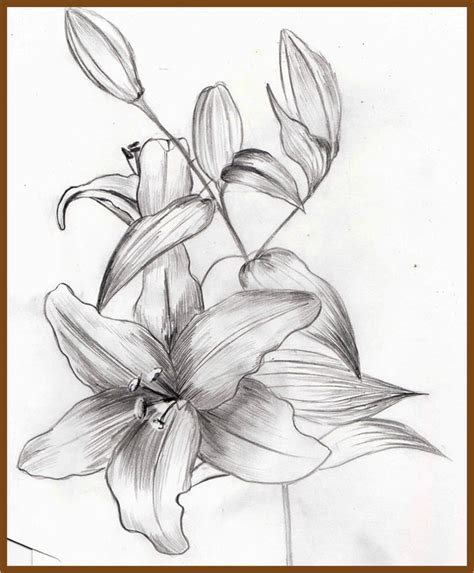 Day 31 of 31 day flower drawing challenge! Weekly : Doodles and tuts: How to draw a Lily - Method 2