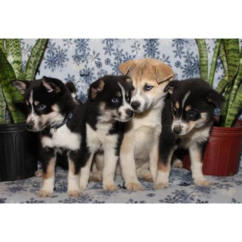 Below are our newest added huskies available for adoption in minnesota. 1 girls, 2 boys Pomsky Pups (Pomeranian/husky) in Pembroke ...