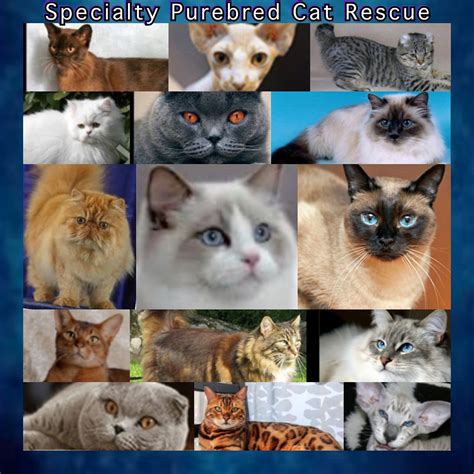 Cat rescue organization determined to rescue, shelter, and rehome cats in need. COVID-19 - Specialty Purebred Cat Rescue