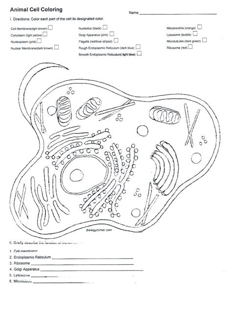 .cell coloring biology corner answers / coloring sheet labeled animal cell coloring key a lot of people are planning to discover that coloring sheets are gonna be reasonably easy to the major factor that you are gonna want is a coloring book that is manufactured especially for animals, you. Animal Cell Drawing at GetDrawings | Free download