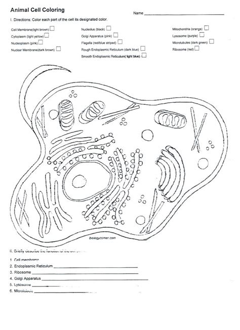 This activity is a simple reinforcement worksheet to help students learn the structures found within a typical animal cell and. Animal Cell Drawing at GetDrawings | Free download