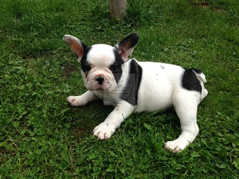 Wann ist eine französische bulldogge ausgewachsen. Französische Bulldoggen von Walhalla - Französische ...