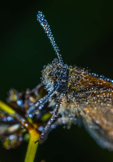 Gratis Afbeeldingen : macro, insect, vlinder, water, macrofotografie ...