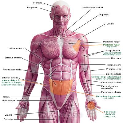 Every time you rotate your upper body you will feel the muscles on one side of the torso stretching and another side contracting. Anterior Muscles of the Human Body