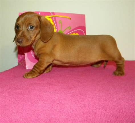 I want to rehome my dachshund(s), what are the next steps? Miniature Dachshund Pups ~Registered~ for Sale in Dunn ...