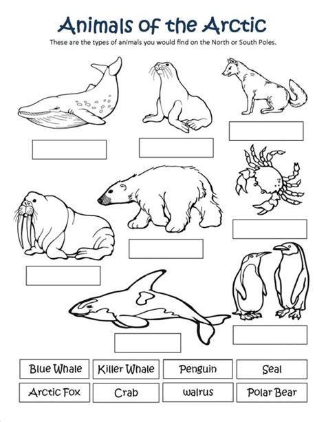 827x609 zoo animals coloring pages display arctic animal coloring pages. Arctic Animal Coloring Pages With Regard To Really ...