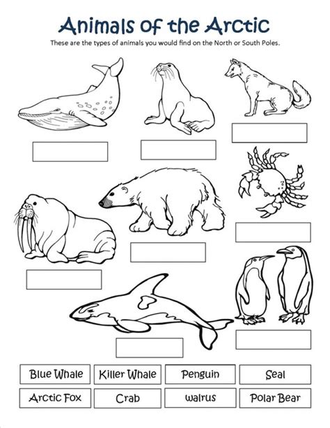 920 x 951 png 156 кб. Arctic Animal Coloring Pages With Regard To Really ...