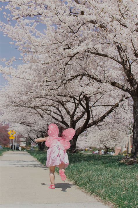 Master of the secret sea. Washington DC Cherry Blossom Photos - Mini Session - Sea of Blush