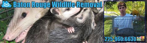 Stop in and visit us today and see what a difference we. Baton Rouge Pest Animal Removal, Wildlife Louisiana