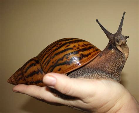 So, how long does a snail sleep for? Fascinating Facts About Giant African Land Snail | Pets ...