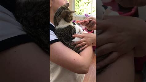 My cat won't eat fish - YouTube