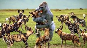 Baboon Vs Wild Dog , see how this mother monkey played with those beasts to protect her baby