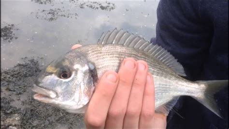 Took it out on the street. Little Silver Beauties - Bream and Bass (Estuary Fishing ...