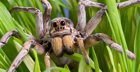 No brasil não temos a maior aranhas de todas, a chamada theraphosa blondi, imagine que essa espécie pode chegar a mediar 20 centímetros. As 4 aranhas mais venenosas do Brasil: descubra agora ...