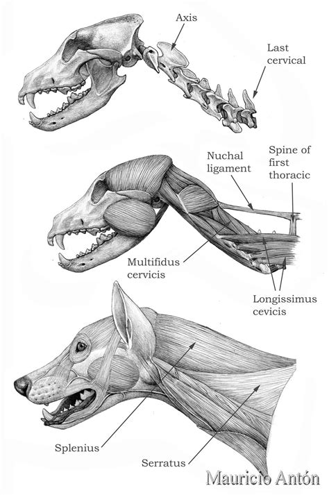 Cat skeletal anatomy poster created using vintage images. THE DOG WITH A CAT'S NECK | Dog anatomy, Dog skull, Dog ...