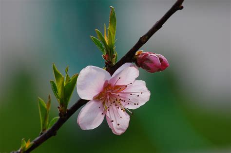 Tatuaggio giapponese in bianco e nero. Tattoo fiori di pesco - Significato fiori - Fiori di pesco ...