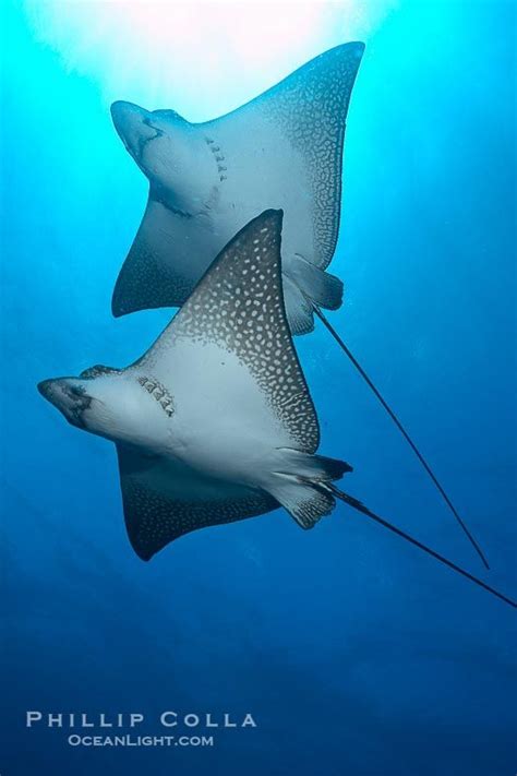 Eagle rays feed on molluscs and crustaceans, crushing their shells with their flattened teeth, while devil rays and manta rays filter plankton from the water. Spotted eagle rays. Wolf Island, Galapagos Islands ...