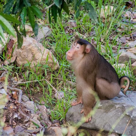 Portrait with forest trees background. Southern Pig-tailed Macaque | Mike Prince | Flickr