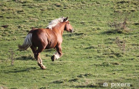 Gilbert comtois is associated with: Sticker Cheval comtois au galop • Pixers® - Nous vivons ...