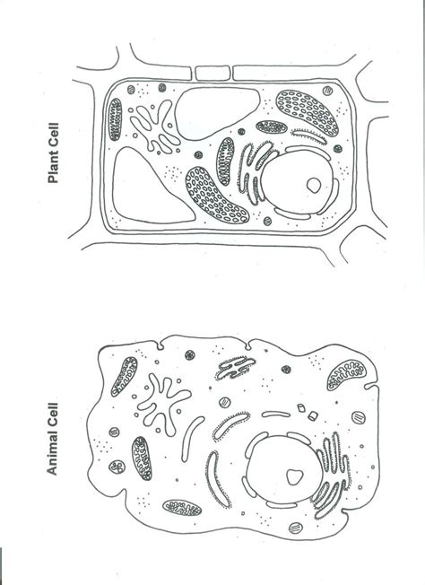 Finally, an unlabeled version of the diagram is included at the bottom of the page, in color and black and white. Download or print this amazing coloring page: Pin by ...