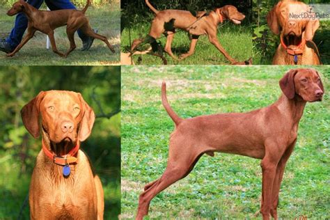 Not all breeders are reputable; Vizsla puppy for sale near Victoria, Texas. | a8c9a5a2-3c21