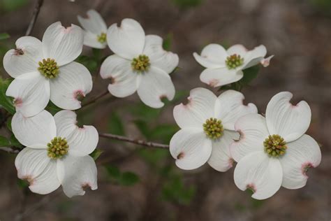 White dogwood cornus florida an excellent landscape choice for all four seasons, the white dogwood is a favorite in many yards and gardens. Powell Gardens' Blog: Spring Flowering Tree Preview ...