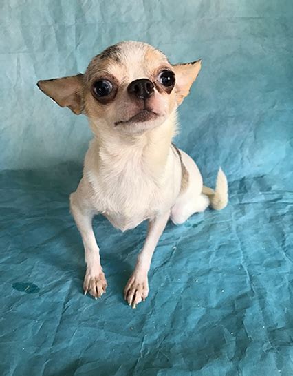 High to low nearest first. Teacup chihuahua for sale craigslist - NISHIOHMIYA-GOLF.COM